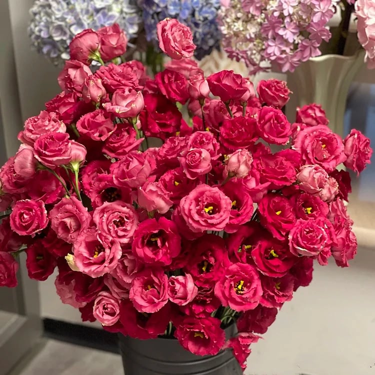 Eustoman piikittömän ruusun siemenet (100 kpl) 💐Lisianthus-siemenet