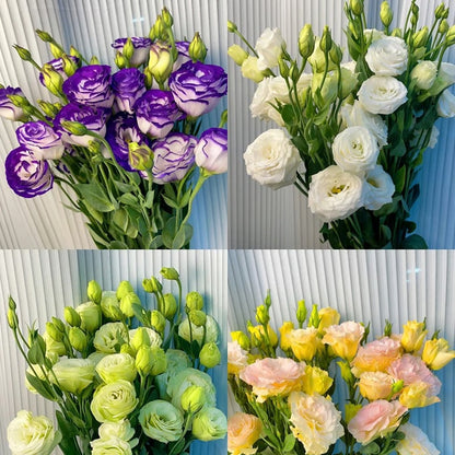 Eustoman piikittömän ruusun siemenet (100 kpl) 💐Lisianthus-siemenet