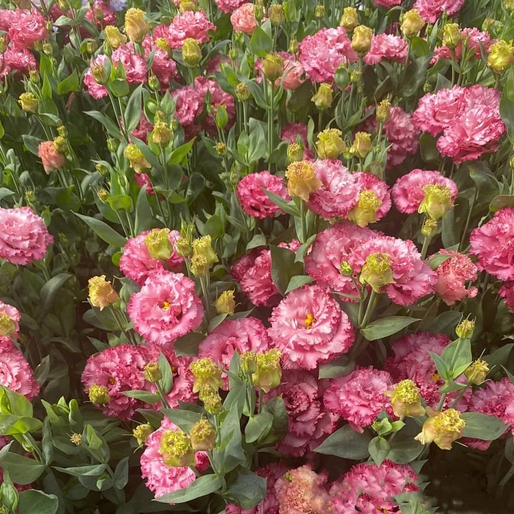 Eustoman piikittömän ruusun siemenet (100 kpl) 💐Lisianthus-siemenet