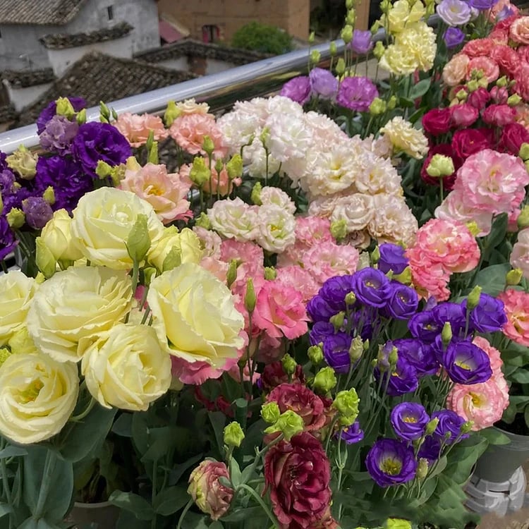 Eustoman piikittömän ruusun siemenet (100 kpl) 💐Lisianthus-siemenet