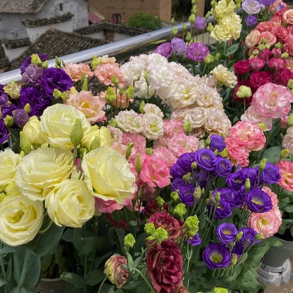 Eustoman piikittömän ruusun siemenet (100 kpl) 💐Lisianthus-siemenet