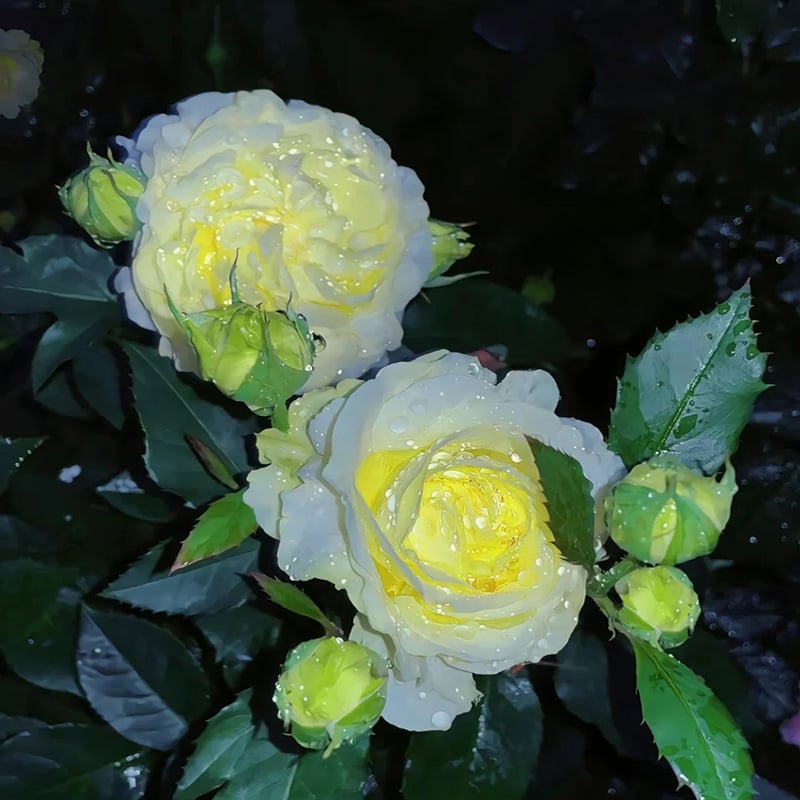 Eustoman piikittömän ruusun siemenet (100 kpl) 💐Lisianthus-siemenet