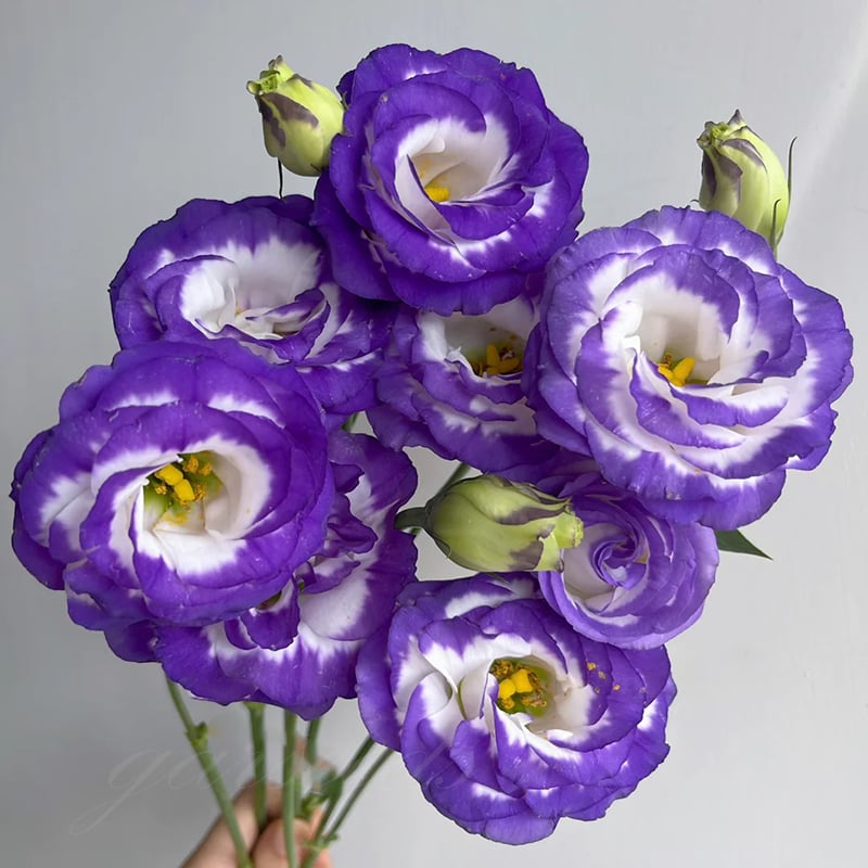 Eustoman piikittömän ruusun siemenet (100 kpl) 💐Lisianthus-siemenet