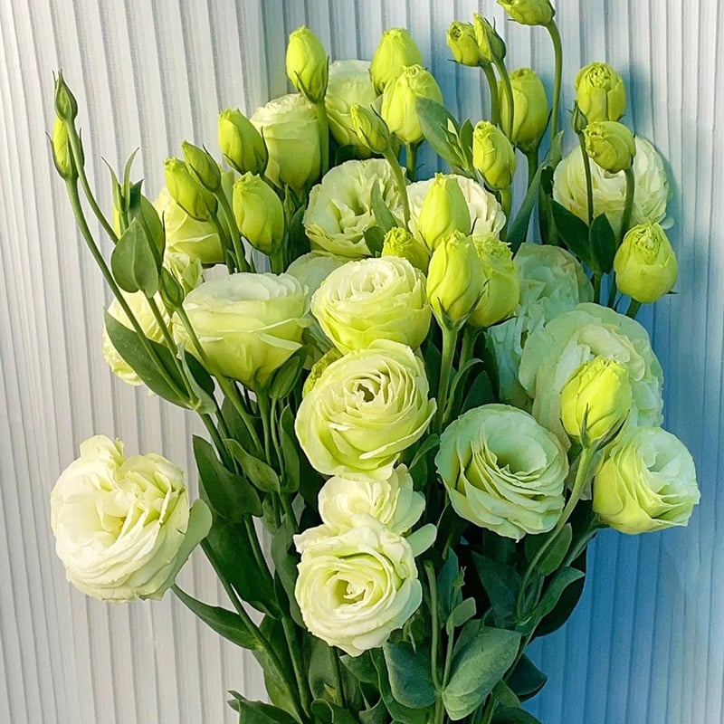 Eustoman piikittömän ruusun siemenet (100 kpl) 💐Lisianthus-siemenet