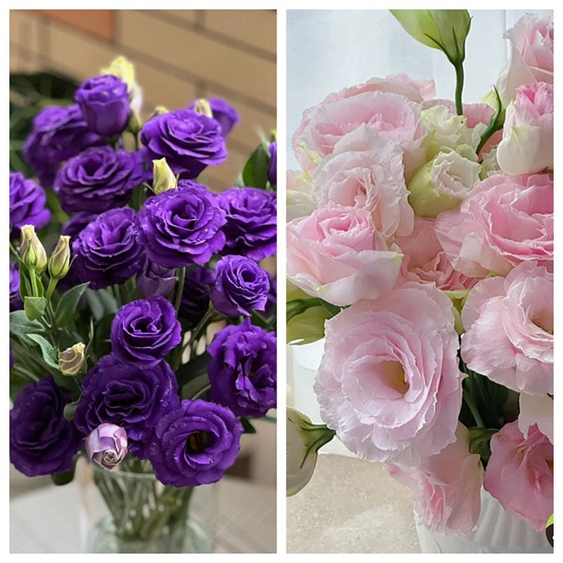 Eustoman piikittömän ruusun siemenet (100 kpl) 💐Lisianthus-siemenet