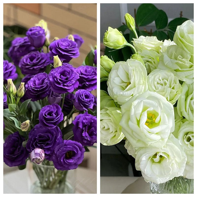 Eustoman piikittömän ruusun siemenet (100 kpl) 💐Lisianthus-siemenet