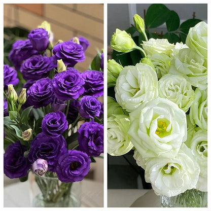 Eustoman piikittömän ruusun siemenet (100 kpl) 💐Lisianthus-siemenet