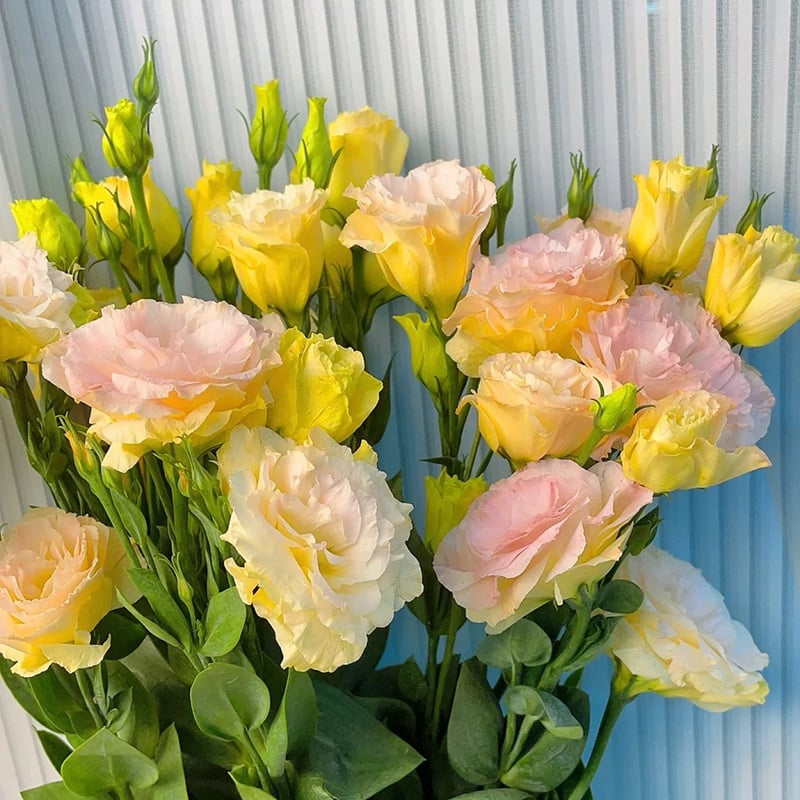 Eustoman piikittömän ruusun siemenet (100 kpl) 💐Lisianthus-siemenet