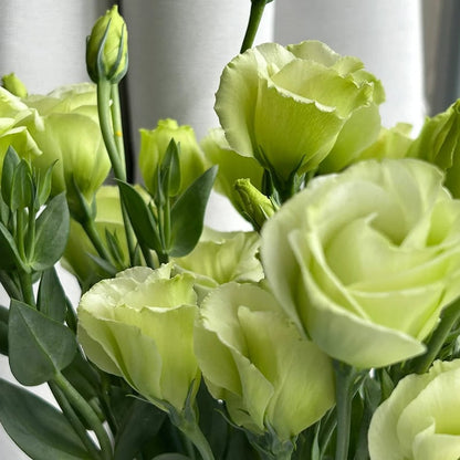 Eustoman piikittömän ruusun siemenet (100 kpl) 💐Lisianthus-siemenet