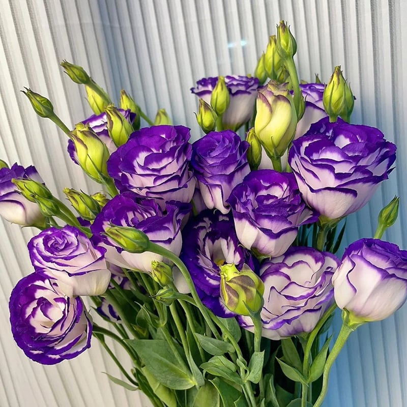 Eustoman piikittömän ruusun siemenet (100 kpl) 💐Lisianthus-siemenet