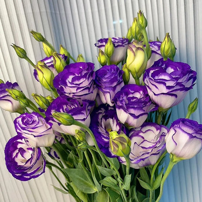 Eustoman piikittömän ruusun siemenet (100 kpl) 💐Lisianthus-siemenet