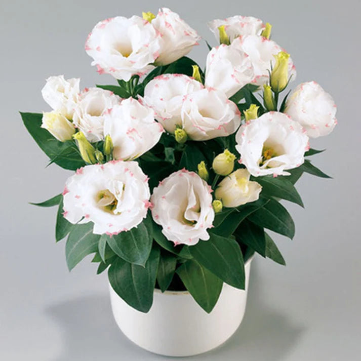 Eustoman piikittömän ruusun siemenet (100 kpl) 💐Lisianthus-siemenet