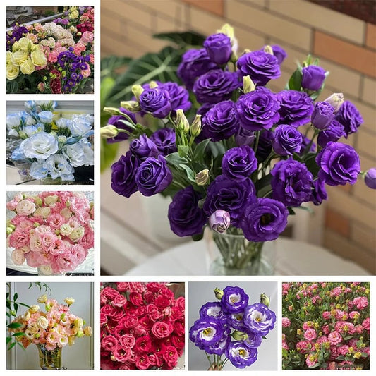 Eustoman piikittömän ruusun siemenet (100 kpl) 💐Lisianthus-siemenet