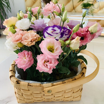 Eustoman piikittömän ruusun siemenet (100 kpl) 💐Lisianthus-siemenet