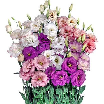 Eustoman piikittömän ruusun siemenet (100 kpl) 💐Lisianthus-siemenet