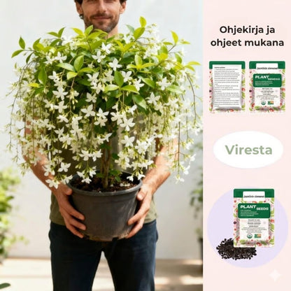 100 Tuoksuvaa köynnösjasmiinin siementä (GMO-vapaa)