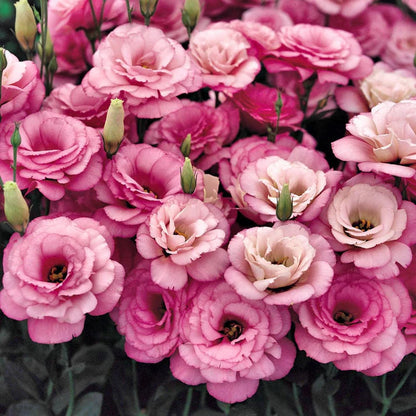 Eustoman piikittömän ruusun siemenet (100 kpl) 💐Lisianthus-siemenet