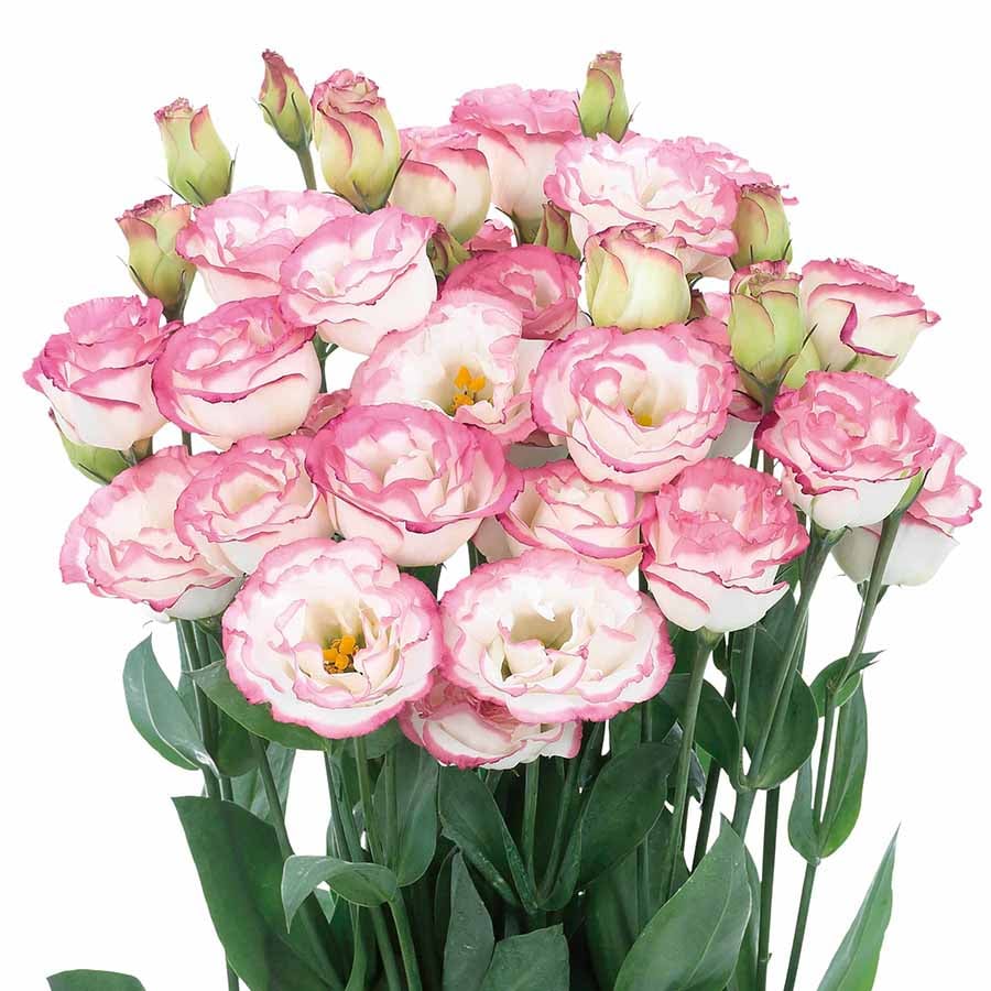 Eustoman piikittömän ruusun siemenet (100 kpl) 💐Lisianthus-siemenet