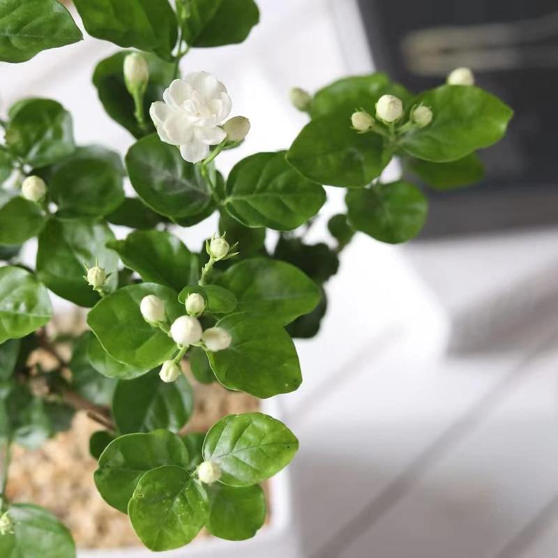 100 Tuoksuvaa köynnösjasmiinin siementä (GMO-vapaa)