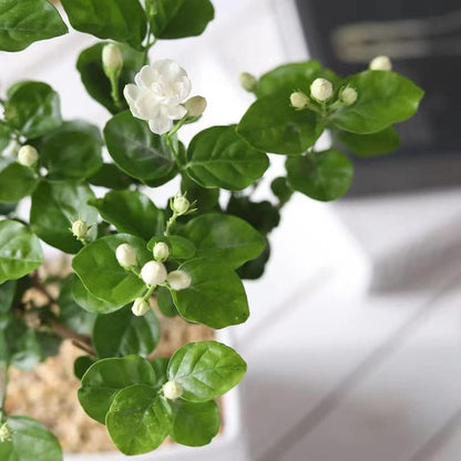 100 Tuoksuvaa köynnösjasmiinin siementä (GMO-vapaa)