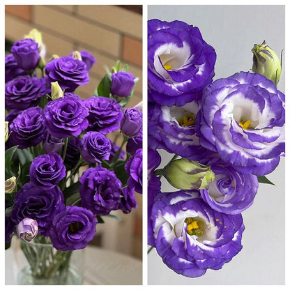 Eustoman piikittömän ruusun siemenet (100 kpl) 💐Lisianthus-siemenet