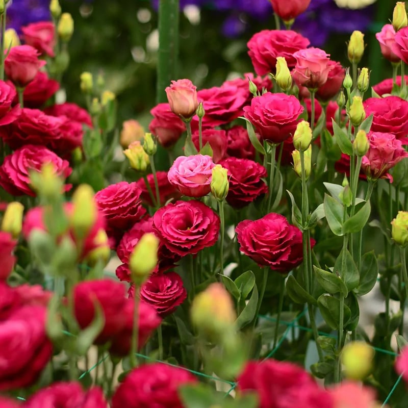 Eustoman piikittömän ruusun siemenet (100 kpl) 💐Lisianthus-siemenet
