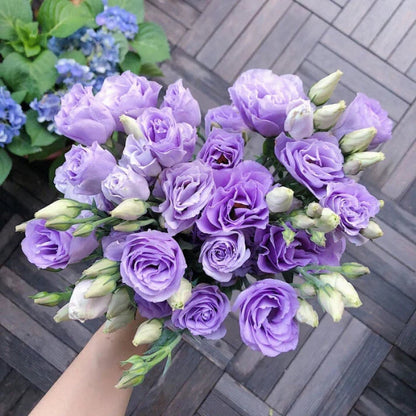 Eustoman piikittömän ruusun siemenet (100 kpl) 💐Lisianthus-siemenet