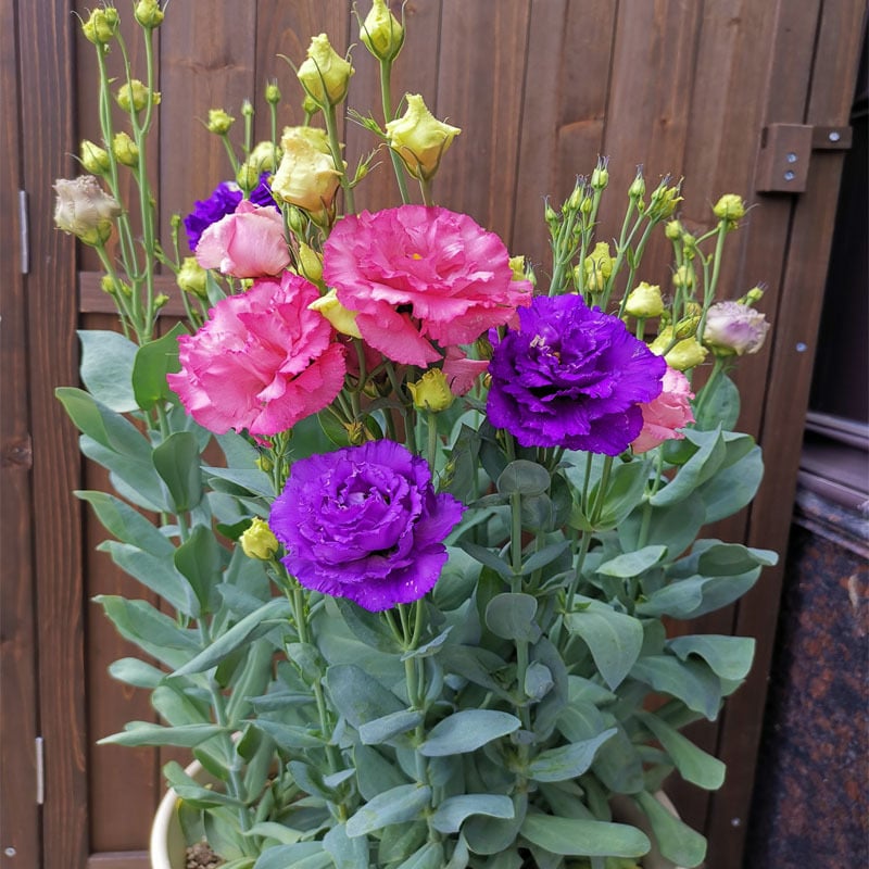 Eustoman piikittömän ruusun siemenet (100 kpl) 💐Lisianthus-siemenet