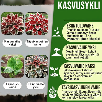 Korkealaatuiset, harvinaiset, helppohoitoiset premium-kasvit