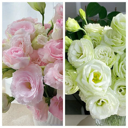 Eustoman piikittömän ruusun siemenet (100 kpl) 💐Lisianthus-siemenet
