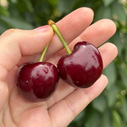 Makeankirsikan siemenet (50 kpl - GMO-vapaa)🌿(voidaan istuttaa talvella)