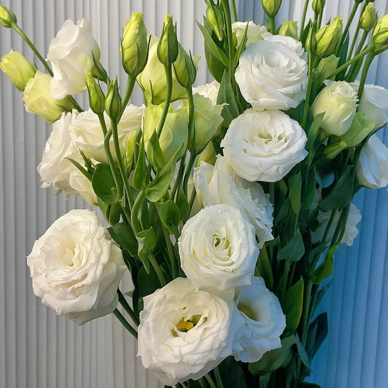 Eustoman piikittömän ruusun siemenet (100 kpl) 💐Lisianthus-siemenet