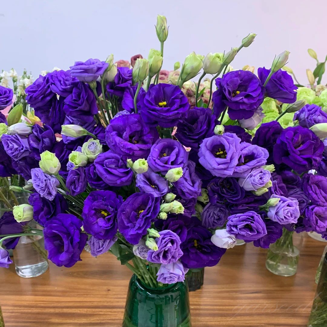 Eustoman piikittömän ruusun siemenet (100 kpl) 💐Lisianthus-siemenet