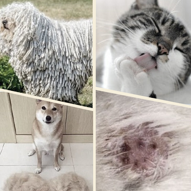 Kaksipuolinen lemmikkiharja turkinhoitoon